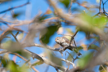 Savannah Sparrow perched in a leafy tree