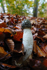 Stinkhorn Mushroom in Autumn Forest