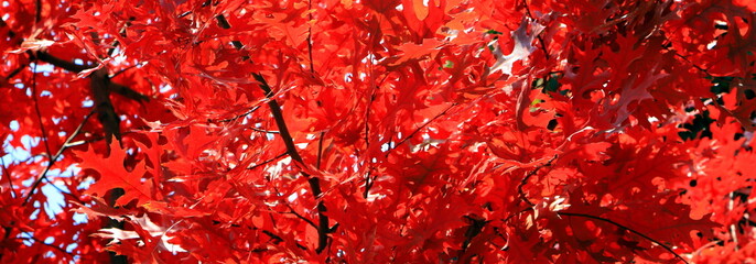 Red oak, autumn tree with red, burgundy, orange, leaves, autumn landscape. Red oak in leaf fall. Calendar, postcard of the seasons, wallpaper