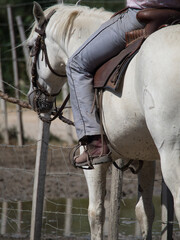 A cowboy on his Camarguese horse at a farm in Aigues-Mortes, France