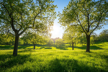 Obraz premium Beautiful green meadow with trees and a blue sky on a sunny day