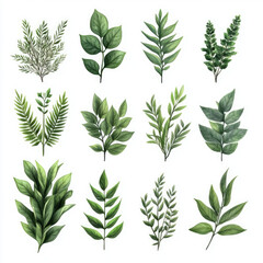 Obraz premium Various green leaves on a white isolated background.