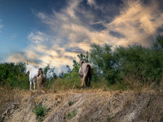 Wild Camargue horse around the town of Aigues Mortes, France