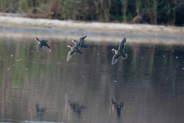 Flock of green wing teals flying over water