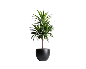 Large green plant is sitting in a black pot