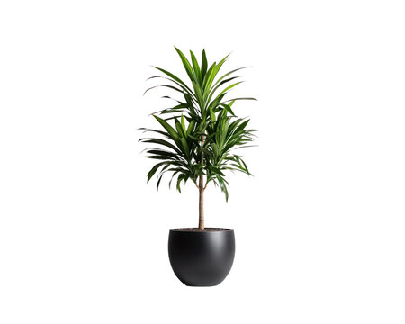 Large green plant is sitting in a black pot