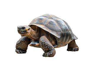 Obraz premium Large tortoise is standing on a white background