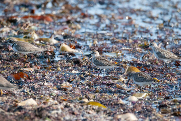 Semipalmated Sandpiper foraging in among seaweed