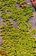 Parthenocissus tricuspidata known as Boston ivy, grape ivy, and Japanese ivy, and also as Japanese...