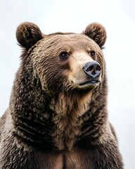 Obraz premium Realistic Grizzly Bear Portrait with Powerful Presence