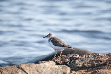 Spotted sandpiper standing on a rock by the ocean