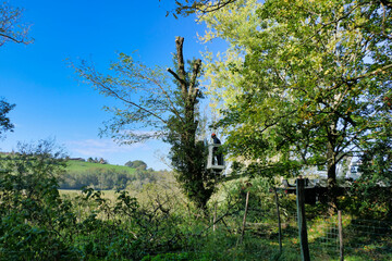 Fototapeta premium Telescopic handler, with fully extended arm, being used by a tree surgeon to cut branches off a tall Acacia tree 
