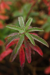 Close up of a Euphorbia × martini, or Martin's spurge with dew drops on the leaves.