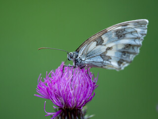 Mariposa sobre flor rosa