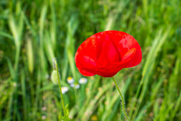 Red May poppy on a blurred grass background, selective focus
