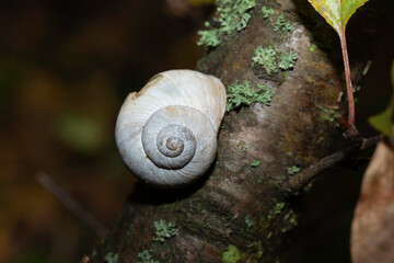 Roman snail, Burgundy snail or escargot i its environment, close up photo.