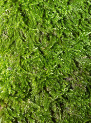 Moss, green floral carpet, full frame, green background, texture