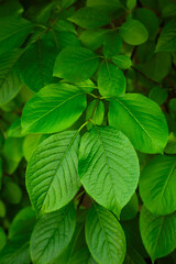 A young branch in spring against a background of green leaves. The awakening of nature.
