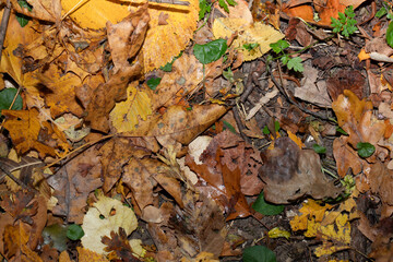  Autumn leaves, vivid, colorful background.. Golden autumn, fall in a Park in the city Gniezno, Poland.