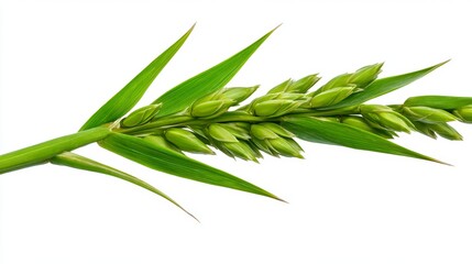 Fototapeta premium Green Wheat Sprig with Buds Isolated on White Background