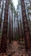 Obraz premium A path through a dense forest of tall trees, with fog in the background.