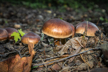 Small brown mushrooms in the fallen autumn leaves.