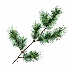 Pine tree branch , white background