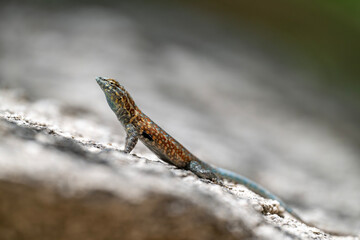Gemeiner Seitenfleckleguan