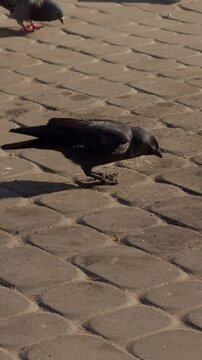 Black raven looking for food on the asphalt to you.A small black bird is looking for food on a city road