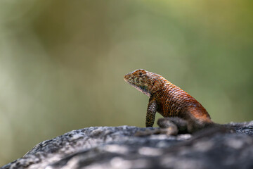 Gemeiner Seitenfleckleguan