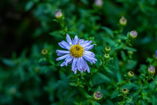 A vibrant close-up shot of purple asters in full bloom, with morning dew droplets visible on their delicate petals. The shallow depth of field emphasizes the main flower in focus while softening the