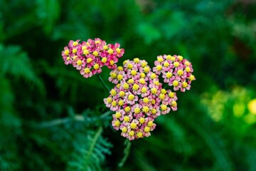 A detailed close-up of pink yarrow flowers with vibrant yellow centers, set against a lush green background. The cluster of small blossoms creates a captivating contrast, showcasing the intricate