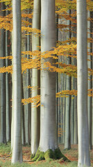 Sunlight filtering through the canopy of an autumn forest, highlighting the yellow leaves of a tree.