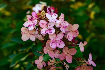 Close-up of a hydrangea cluster with shades of pink, red, and green petals, showcasing the intricate details and vibrant colors. The focus is sharp on the foreground blossoms, with a soft, blurred