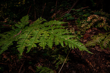 Types of forest in summer. Greenery, foliage, trees, paths