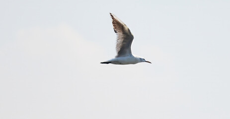 seagull in flight