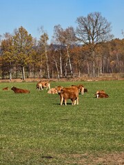 cows in the meadow