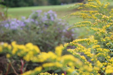 Obraz premium wildflowers