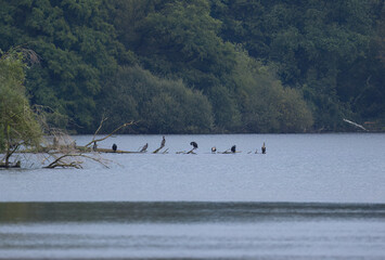 Panorama of many cormorants in a row on a tree trunk in a lake, Cormorants in a row, Panorama Wildlife, dark lake mood, Panorama Bird Photography in autumn