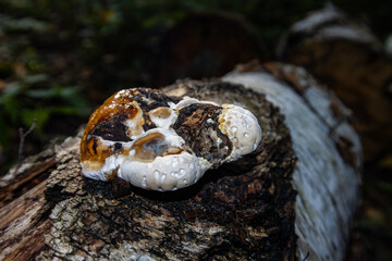 Fomitopsis pinicola. Pine polypore. The tinder fungus is bordered. Weeping mushroom.