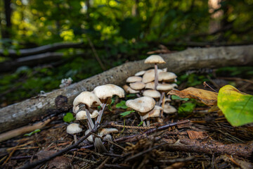 Small white mushrooms in the fallen autumn leaves.