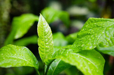 Rain just fell on the backyard leaves