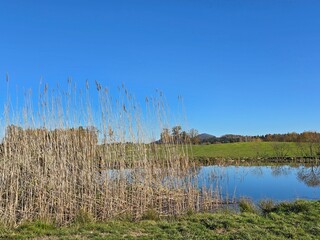 reeds in the water