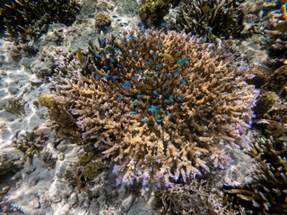 A school of blue fish swims around a coral reef,Raja Ampat, Indonesia.