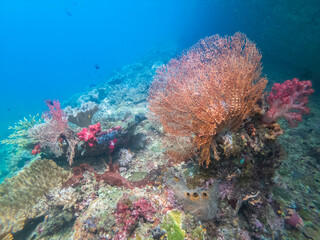 A vibrant underwater scene with a large coral formation, Raja Ampat, Indonesia.