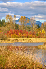 Alouette River Autumn Dyke Trail and Trees. A dyke path along the Alouette River with autumn colours. Pitt Meadows. 


