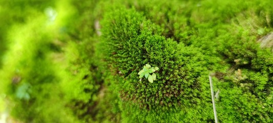 Lush Green Moss on Forest Floor