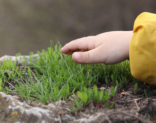  a little boy's hand touches sprouting grass. a child learns about the world through tactile sensations. we take care of nature