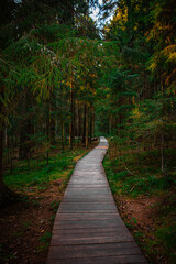 Obraz premium Types of forest in summer. Greenery, foliage, trees, paths