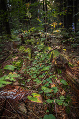 Fototapeta premium Types of forest in summer. Greenery, foliage, trees, paths